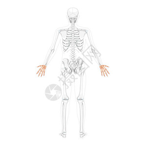 人体绘画素材人体后视镜 两臂举起 骨骼位置部分透明 卡巴 手腕 形颈设计图片