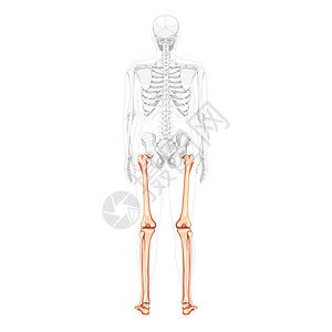 人体线人体后视线 部分是透明的骨头姿势插画