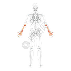 乌纳吉登布里半径的人类乌纳背面视角 两臂双臂姿势 部分骨骼透明 实事求是插画