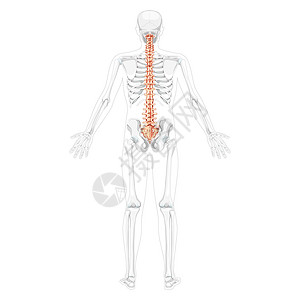 腰椎骨骼人类脊椎柱背面的后视镜 其部分骨架 脊髓 硫酸等均透明插画
