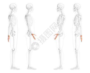 具有部分透明骨骼位置的骷髅手人侧视图 一组腕骨 手腕 掌骨 指骨 3D设计图片
