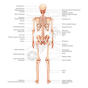 人类图背面的后部视图 所有部分都贴有标签 平板自然颜色矢量插图教学图片