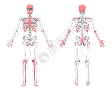 人类可触动骨骼区骨架 前后后背视图 矢量图示平面灰度 红色插画