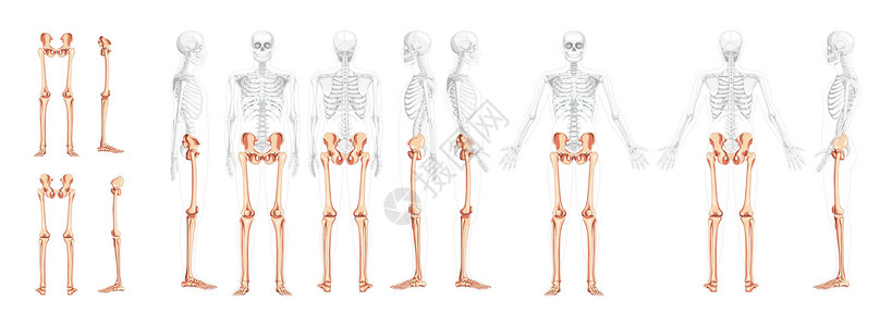 腓骨一组下肢人骨盆 腿 大腿脚 脚踝骨架前背侧视图 部分透明身体插画
