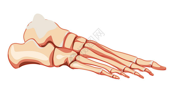 足跟痛3D解剖正确关口 脚趾 幼崽 蛋白质 腹部 (三维)设计图片