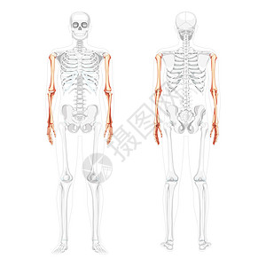 暗角透明素材人类前部后视角 部分是透明的骨头位置 一套3D双手 前臂实切平坦设计图片
