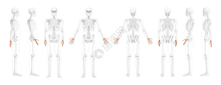 人体绘画素材人体前部后侧视图 部分是透明的骨头位置 胸骨 手腕 外形颈部3D设计图片