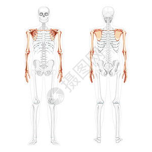 肱骨顶端四肢臂上方的骨骼位置部分透明 背面有肩套人形前视线插画