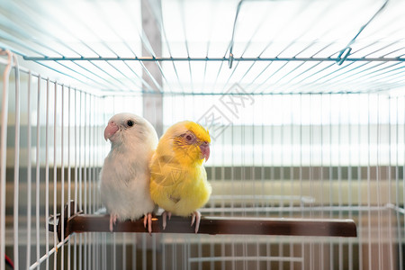 一对鹦鹉一对小鹦鹉 白的和黄的福普斯鸟 在笼子里朋友们野生动物羽毛蓝色眼睛翅膀鸟类袖珍荒野宠物背景