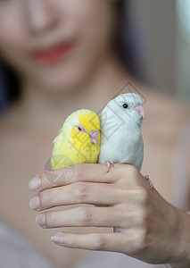 手掌上的小鸟怀着小黄白鹦鹉的Forpus鸟的女人背景