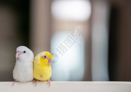 斯比克斯鹦鹉一对小鹦鹉尾巴 白色和黄色的福普斯鸟羽毛鸟类热带袖珍蓝色野生动物眼睛朋友们荒野翅膀背景