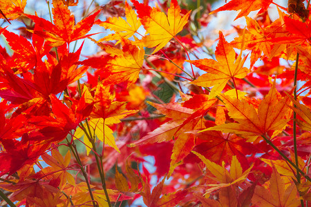 南里奥格兰德在巴西格拉马多金色秋季风景的加拿大梅花叶旅游植物乔木活力摄影新生活枫叶橙子叶子植物学背景