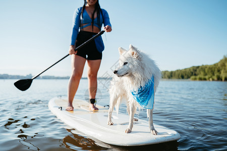 日本斯皮茨雪白日本史匹兹狗站在Sup Board上 妇女与宠物一起在城市湖中划船背景