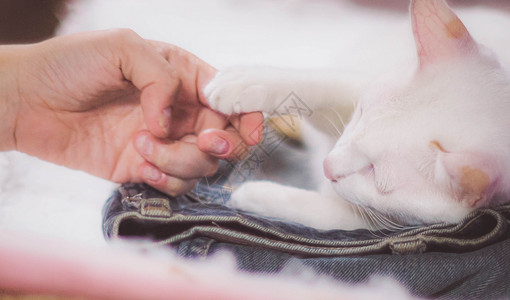 白猫手和猫一起玩的女生 去安慰一只病猫 快乐的小猫动物白色朋友们猫咪胡须哺乳动物宠物宠物人友谊背景