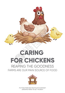 广告概念带有养鸡场食品概念 水色风格的海报模板啤酒农家院小鸡卡通片食物公鸡传单农场动物农业插画