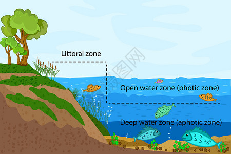 湖生态系统 湖水量测量中的纬度淡水信息环境湖泊植物风景科学卡通片沼泽支撑插画