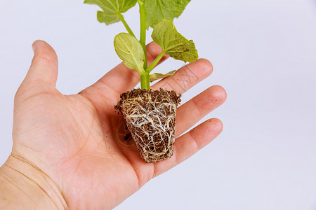 扎根的农民手里握着黄瓜幼苗 在白色背景上展示了健康的根根背景
