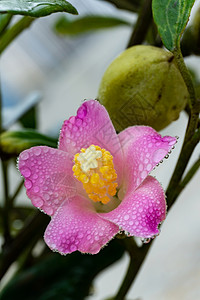 轻粉粉淡的拉法尼亚花朵 雨后在花瓣上滴水植物粉红色植物园环境花园树叶植物学植物群紫色园艺背景图片