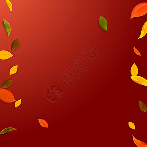 黄金雕文边框秋天落叶 红 黄 绿 棕C生态漩涡飞行学校树叶销售生物艺术植物群叶子设计图片