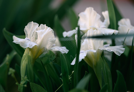 花园里满是绿叶子的白花月花背景图片