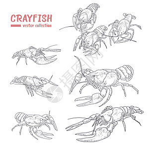 澳洲淡水龙虾白色背景上一组刻成的龙虾插画