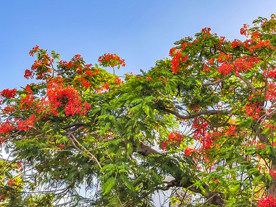 红花树美丽的热带火焰树红花 墨西哥富丽堂皇红色植物孔雀橙色橙子植物群天堂花园孔雀花背景