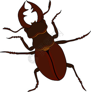 甲虫彩色插图 详细的插图错误 矢量 手工绘画花园黑色动物森林压力昆虫翅膀白色孩子们漏洞背景图片