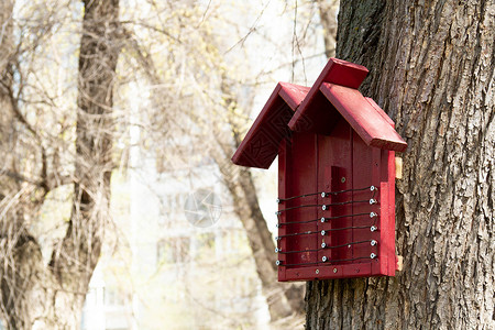 养鸟 在森林喂鸟 在树上放鸟屋孩子工艺鸣禽季节羽毛山雀美丽蓝色飞行盒子背景图片