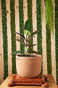 木桌上的黏土锅叶子植物花园绿色园艺背景图片