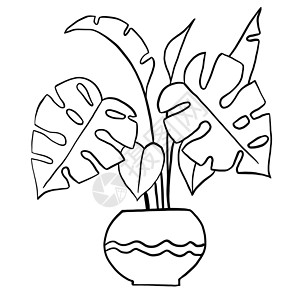 卡通手绘植物Monstera 树在黑色线条轮廓卡通风格的锅中 为室内设计涂色的室内植物花卉植物 采用简单的极简主义设计 植物女士礼物背景