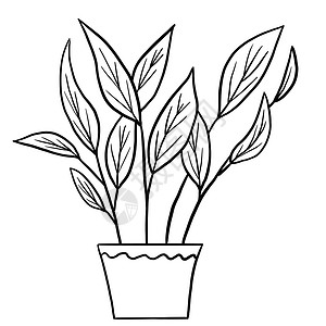卡通涂色Calathea 秋海棠在一壶黑色线条轮廓卡通风格 为室内设计涂色的室内植物花卉植物 采用简单的极简主义设计 植物女士礼物背景