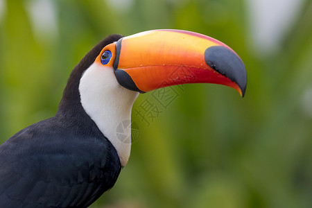热带巨嘴鸟拉美潘塔纳尔高清图片