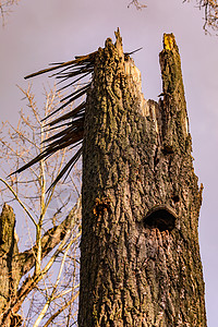 一场强烈的暴风雨一触即发 使森林中一棵大树碎成碎片背景图片