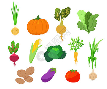 萝卜片番茄 大蒜 南瓜 苏奇尼 白背景的玉米 活性手画剪贴片等多种卡通风格的蔬菜插画