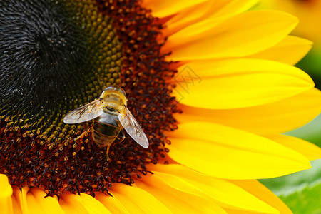 熊蜂黑黄两条蜜蜂 蜜蜂 授粉向日葵都紧闭了农业花园晴天植物学花粉花瓣昆虫种子太阳植物背景