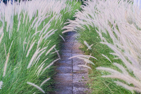 潘帕斯草野生小麦草原本底路径和田地植物小路草地背景生态叶子森林植物学公园野草背景