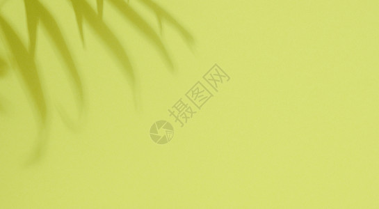 绿色背景 有棕榈叶的阴影 用于展示化妆品 产品和化妆品;促销和广告背景图片