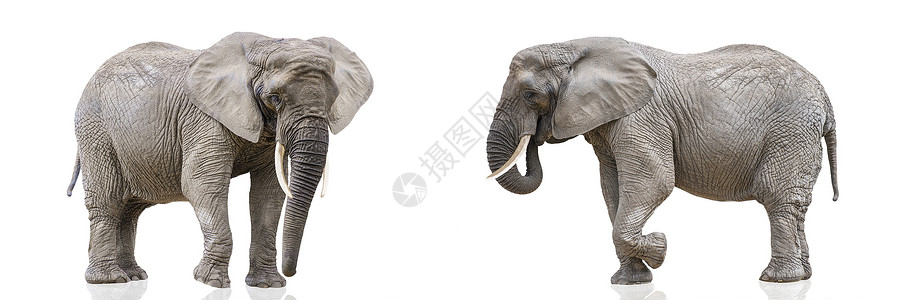 灰色大象在白色的两只行走的大象的隔离 白色制服背景上孤立的非洲大象 大象特写照片 侧视图背景