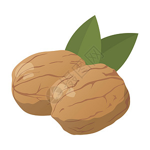 白色坚果白色背景的现实新鲜胡桃 鲜核桃     矢量草图插图绘画小吃坚果种子核心营养食物标识插画