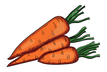 伊根食品白色背景上孤立的现实新鲜胡萝卜矢量农场花园插图卡通片植物营养食物沙拉市场橙子插画