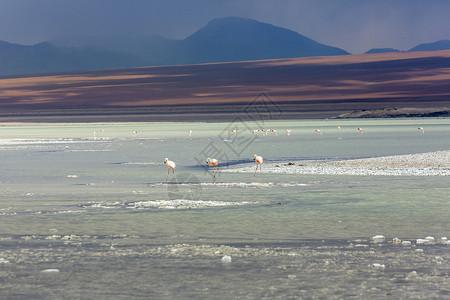 智利火烈鸟和拉古纳布兰卡 玻利维亚阿尔提平原白湖高清图片