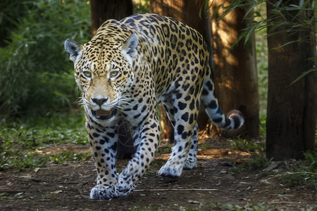 追踪长尾豹马修在巴西潘塔纳尔狩猎部位湿地野生动物力量森林动物热带雨林地区兽头大猫背景