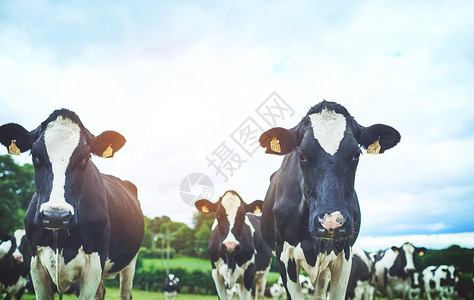 奶牛农场的一群牛群 他们简直是惊天动地背景