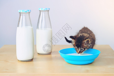 一头虎演播室拍的一头可爱的小猫咪 从碗里喝牛奶在桌子上吃着奶背景