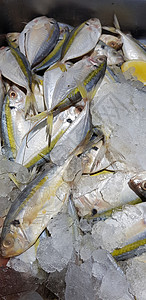 生鲜鱼 黄色带状 trevally 光滑尾部 trevally柠檬尾巴烹饪菜单细长鲹食物市场尾鲹美食黄条背景图片