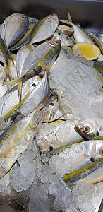 生鲜鱼 黄色带状 trevally 光滑尾部 trevally市场黄条食物柠檬烹饪尾巴细长鲹海鲜美食尾鲹背景图片