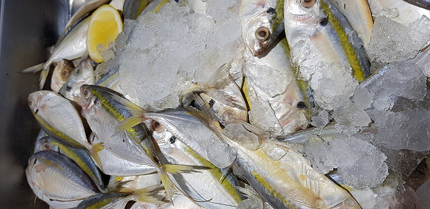 生鲜鱼 黄色带状 trevally 光滑尾部 trevally食物烹饪美食柠檬市场尾巴黄条尾鲹菜单细长鲹背景图片