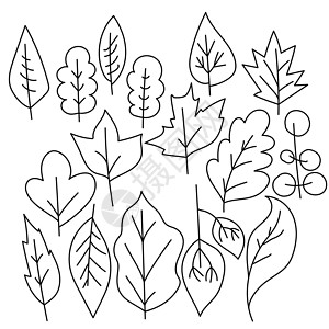 名贵树种一片涂鸦叶 树种各异 简单的叶子图象插画