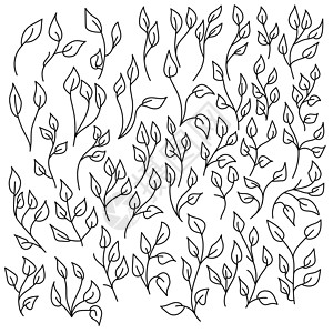 而成群的拟花鮨一组薄树枝上的圆形涂鸦叶 一种中央静脉的叶片 收集成群和树枝 植物部分和草药插画