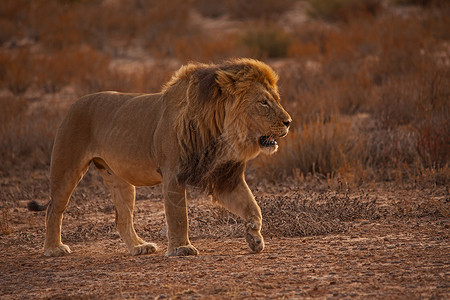 卡拉哈里狮子 5228高清图片